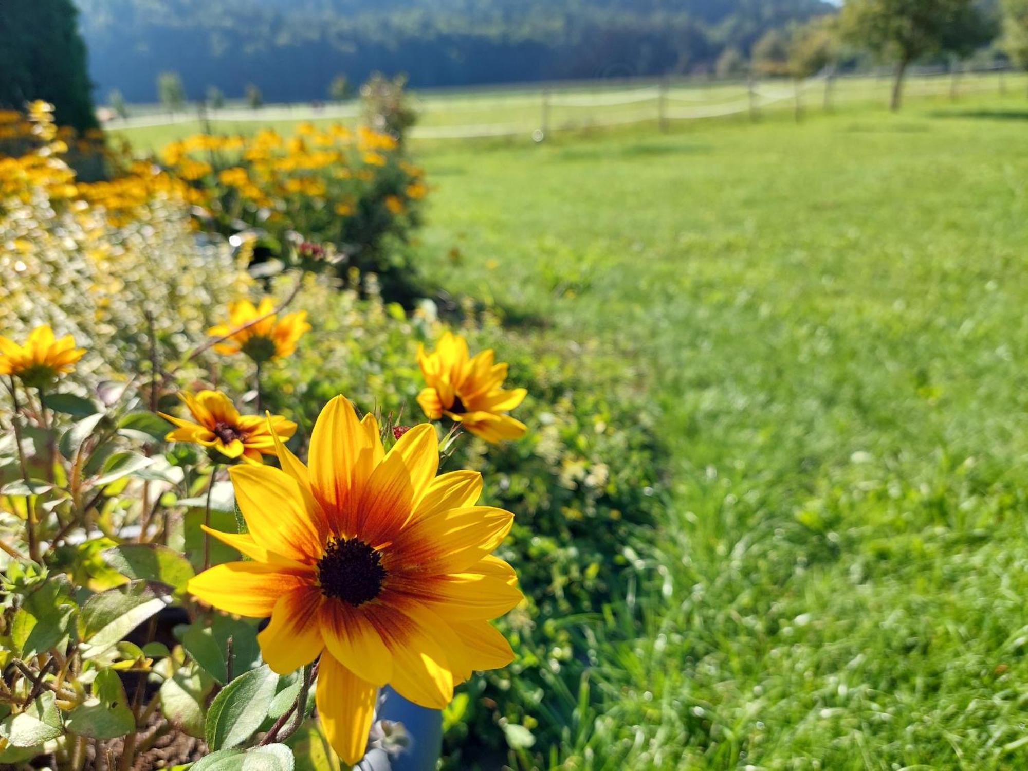 Die Sonnenblume Sankt Kanzian am Klopeiner See Zewnętrze zdjęcie