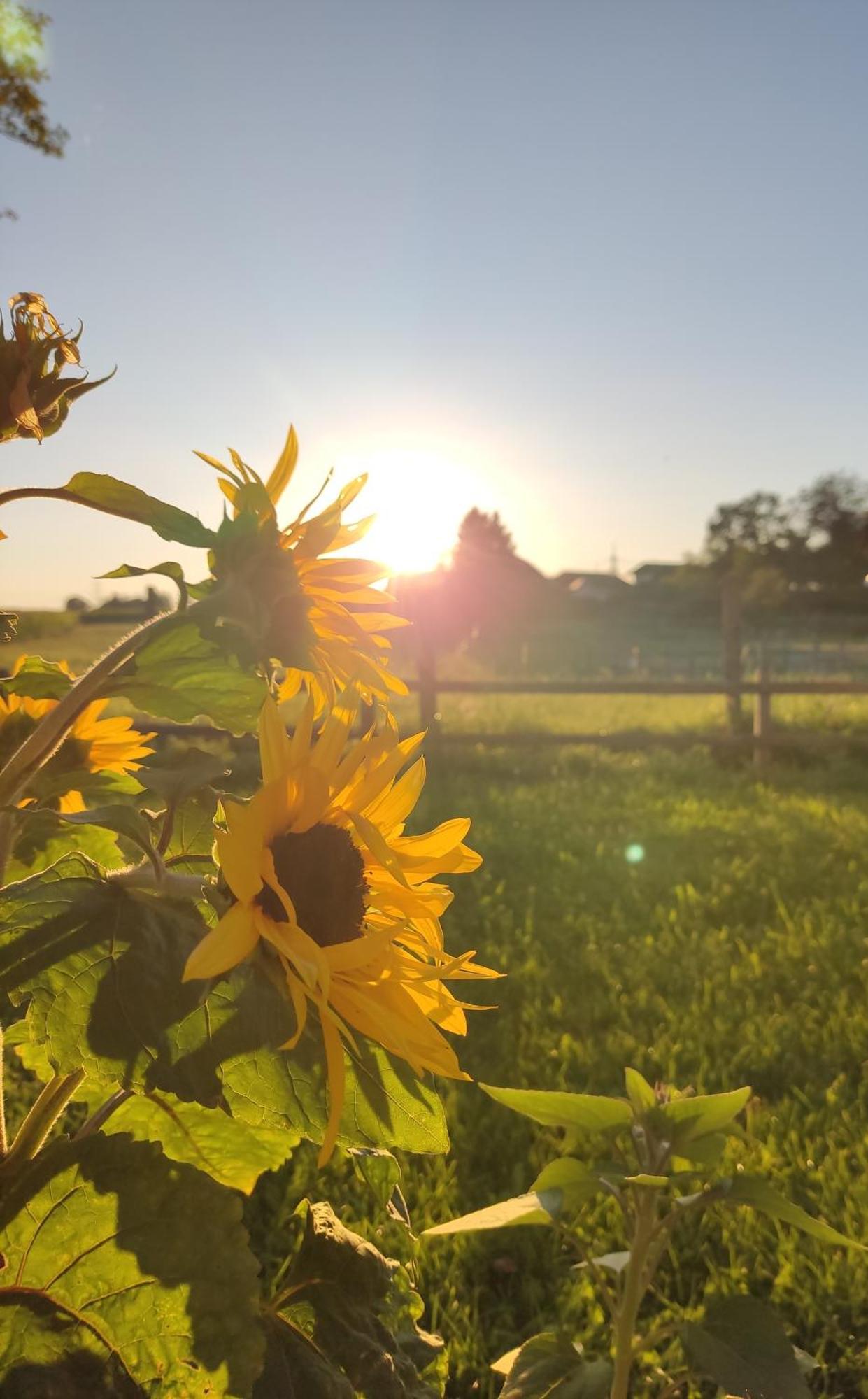 Die Sonnenblume Sankt Kanzian am Klopeiner See Zewnętrze zdjęcie